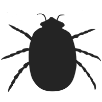 Bed Bug icon