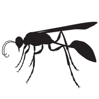 Wasps icon