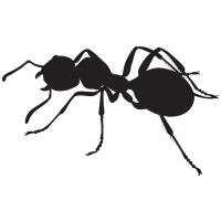 Ants icon