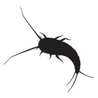 Silverfish icon